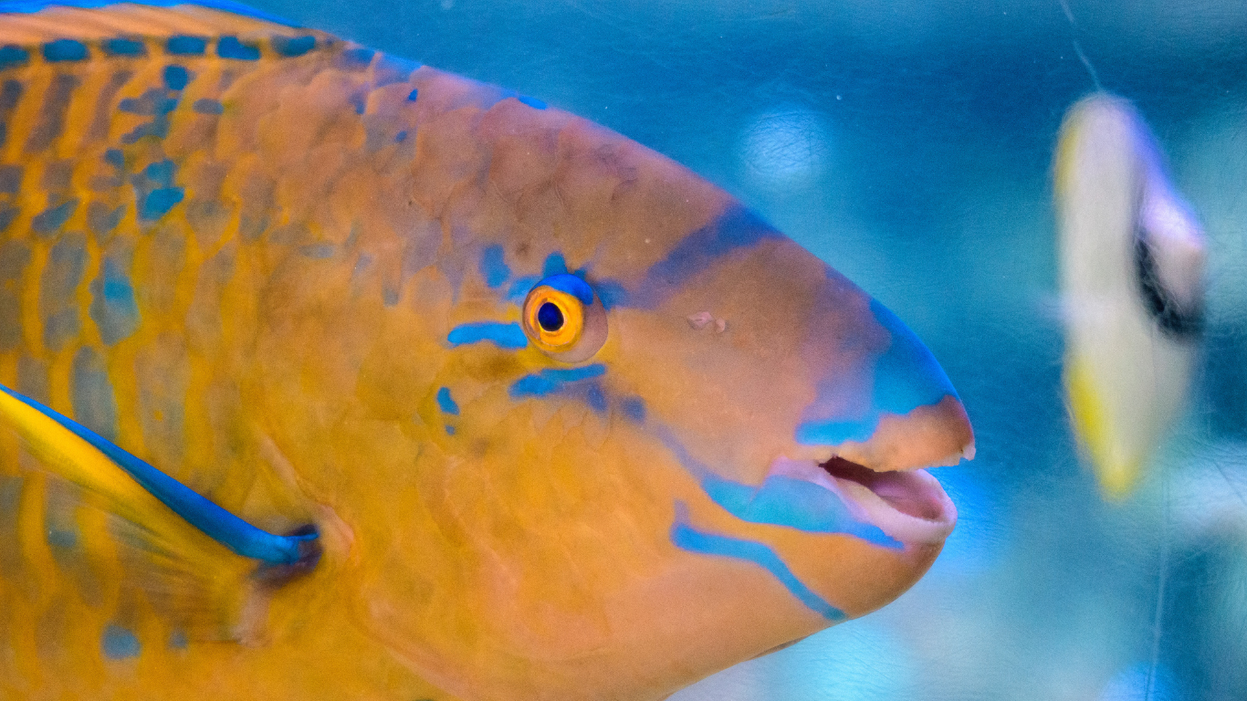 Parrot fish