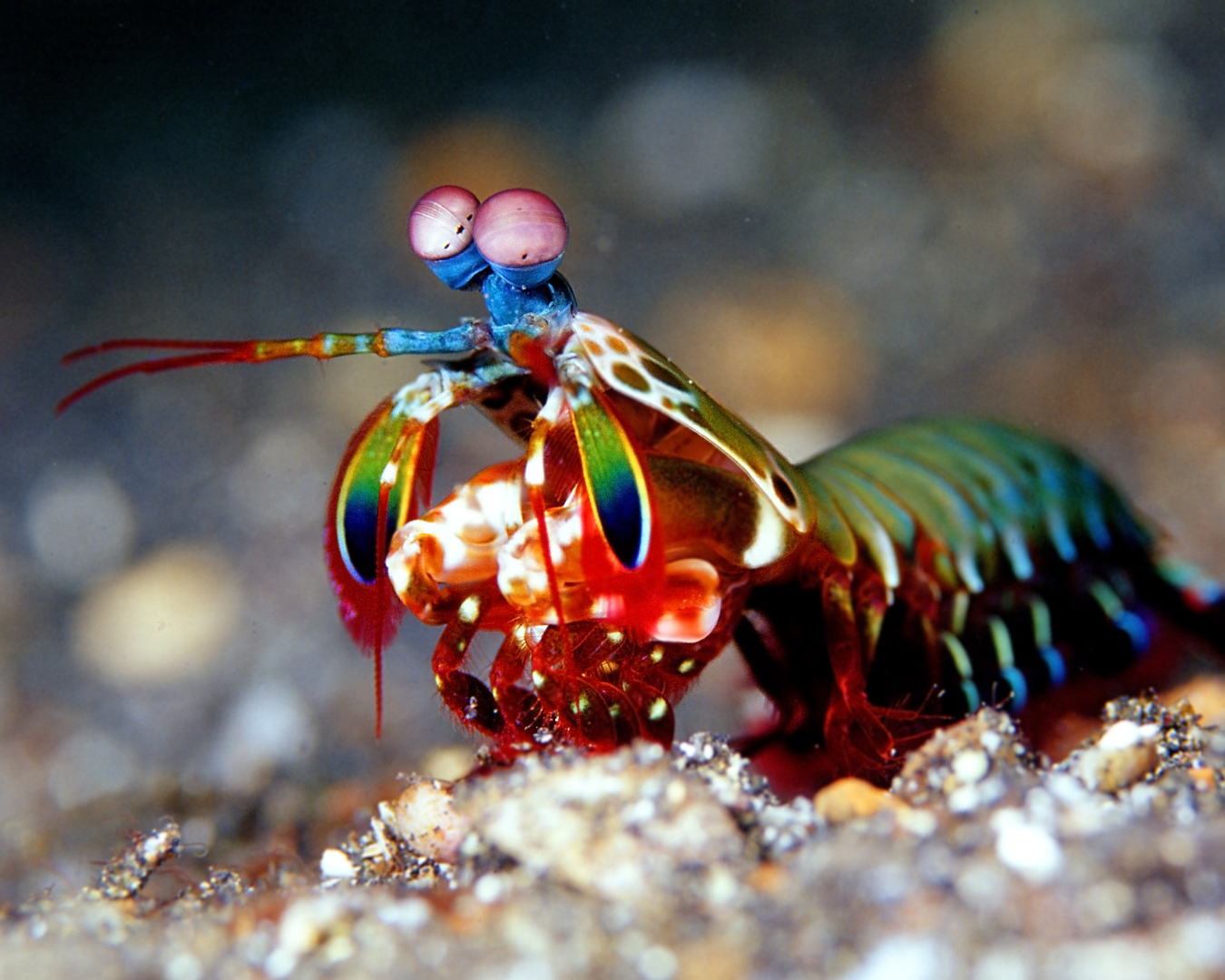 Peacock_Mantis_Shrimp
