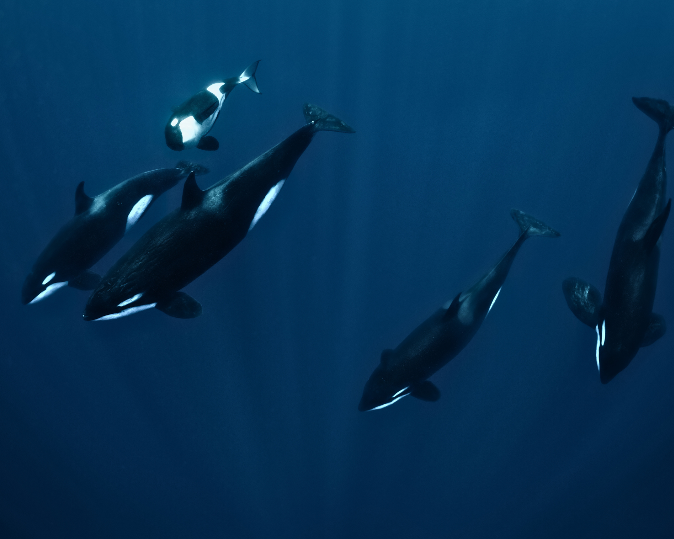 Lesson 1: How Do Whales and Dolphins Use Sound? – NAUTRA