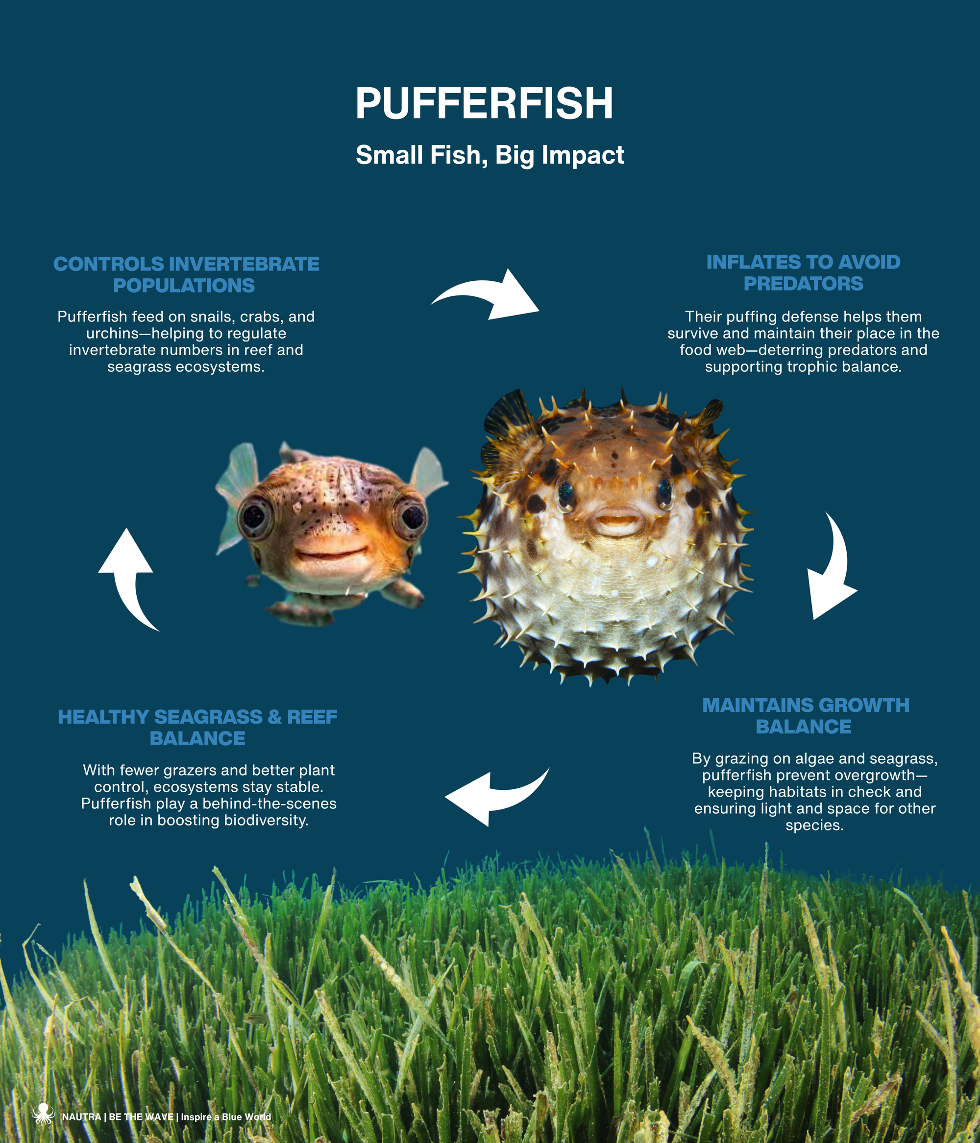 Pufferfish_s_role_in_the_ecosystem_infographic