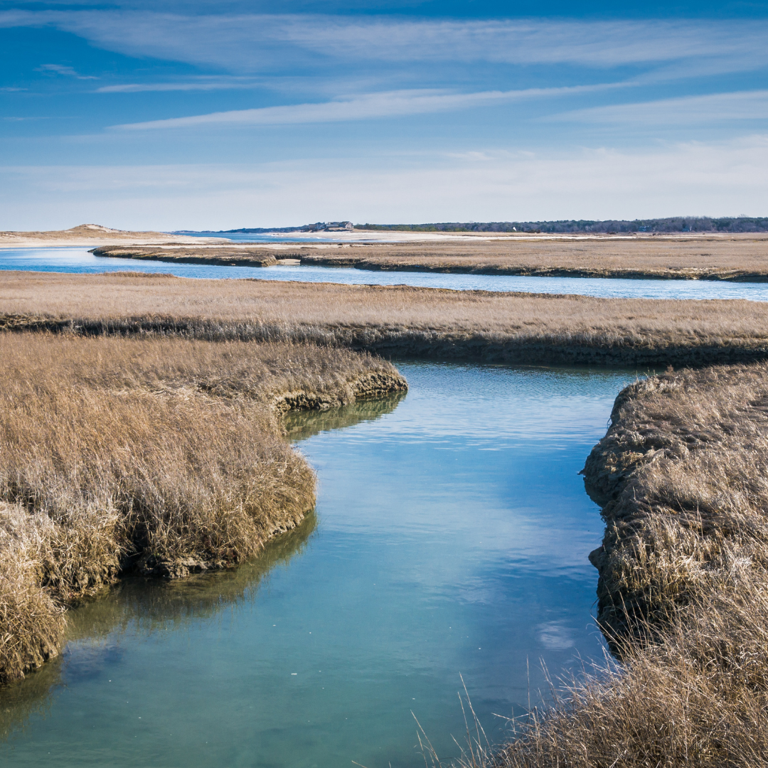 Salt_Marshes