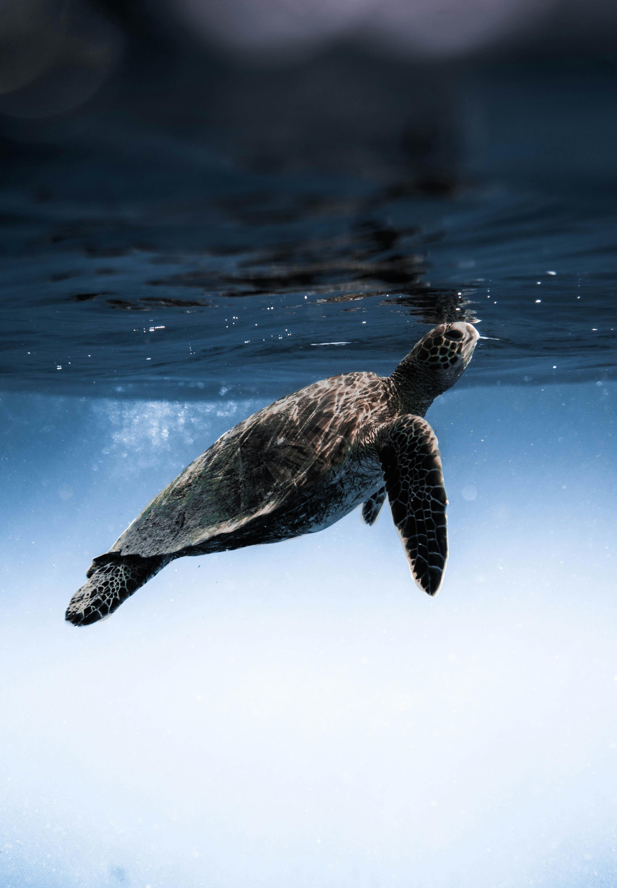 A sea turtle swims gracefully near the water's surface, its textured shell catching the light. The ocean's blue tones create a serene backdrop, highlighting the natural beauty of this marine creature. The scene captures a peaceful moment in the turtle's journey through its underwater world.