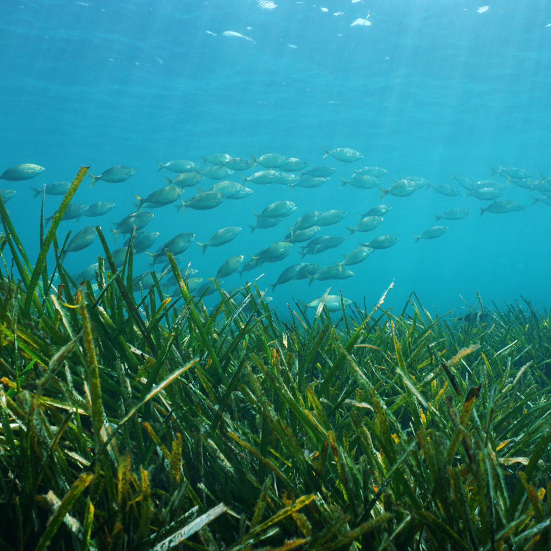 Seagrasses 