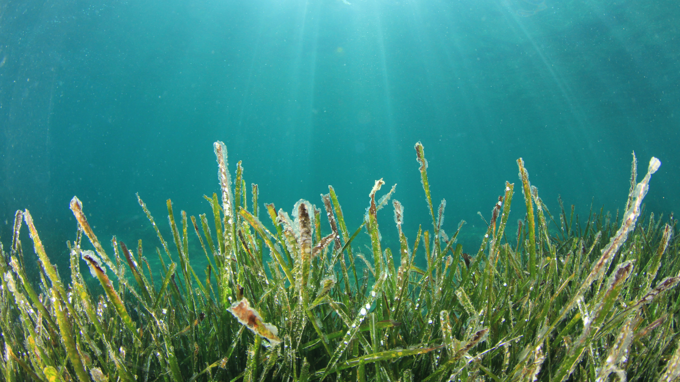 Seagrass