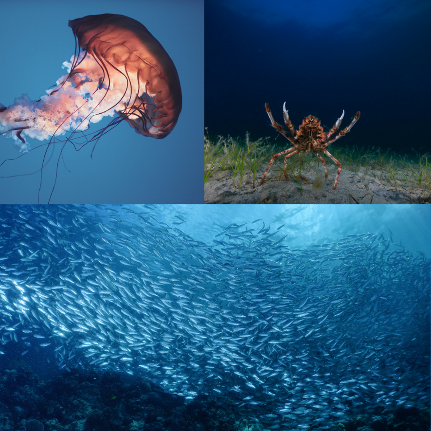 Lesson 3: Food Webs: Who Eats Who in the Ocean? – NAUTRA