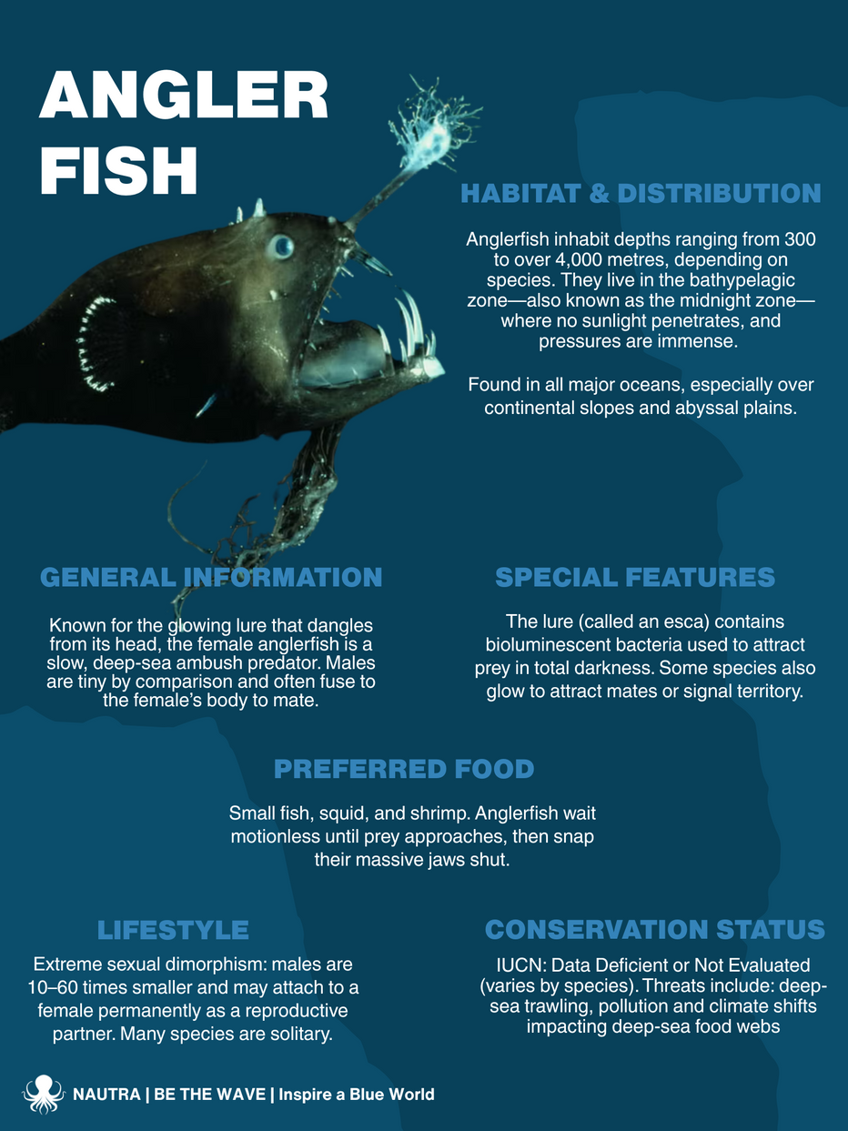 Anglerfish | The Lure of Darkness – NAUTRA