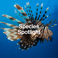 Lion fish close up. Species Spotlight NAUTRA BE THE WAVE Platform
