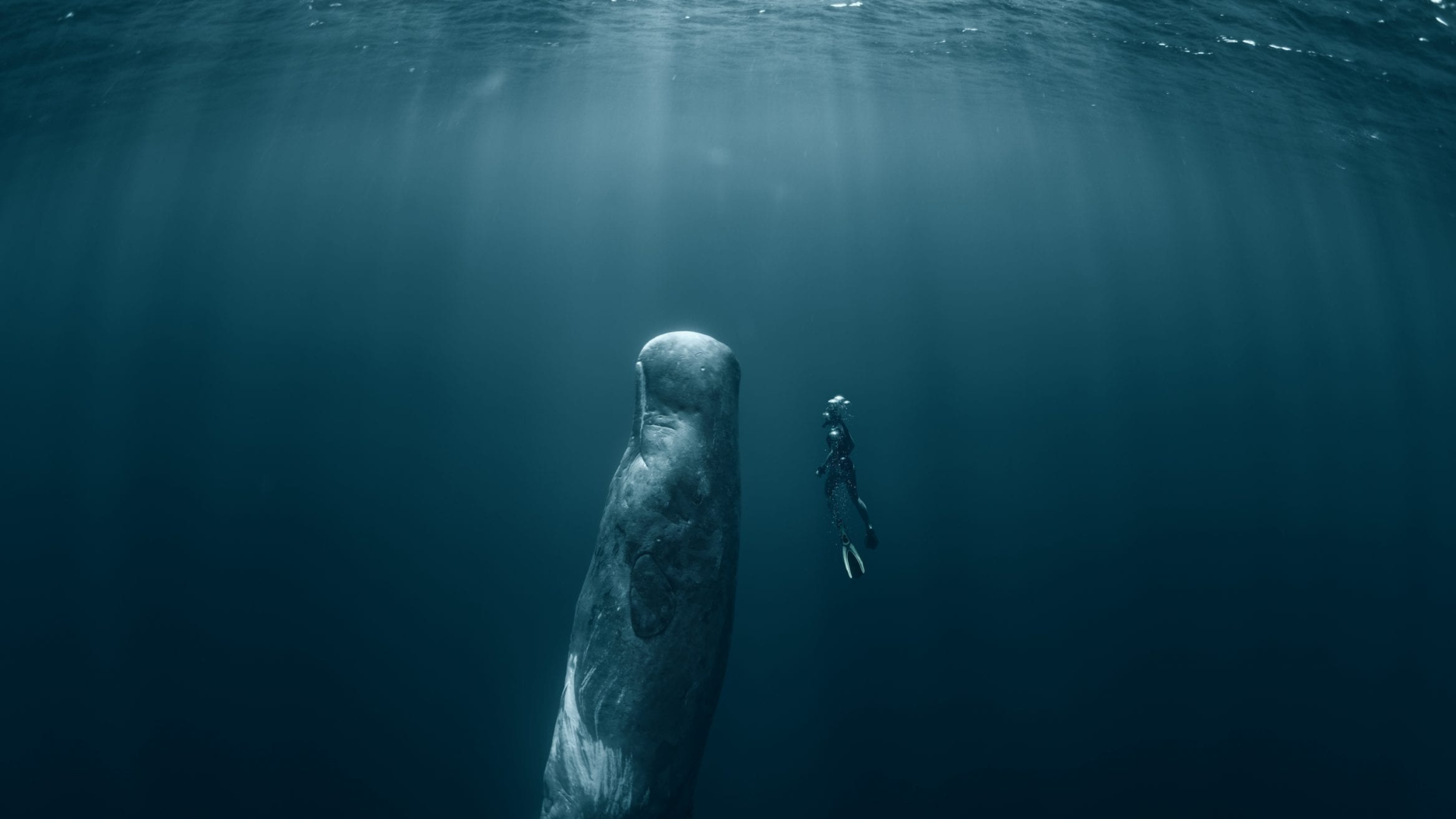 Sperm_whale_and_diver