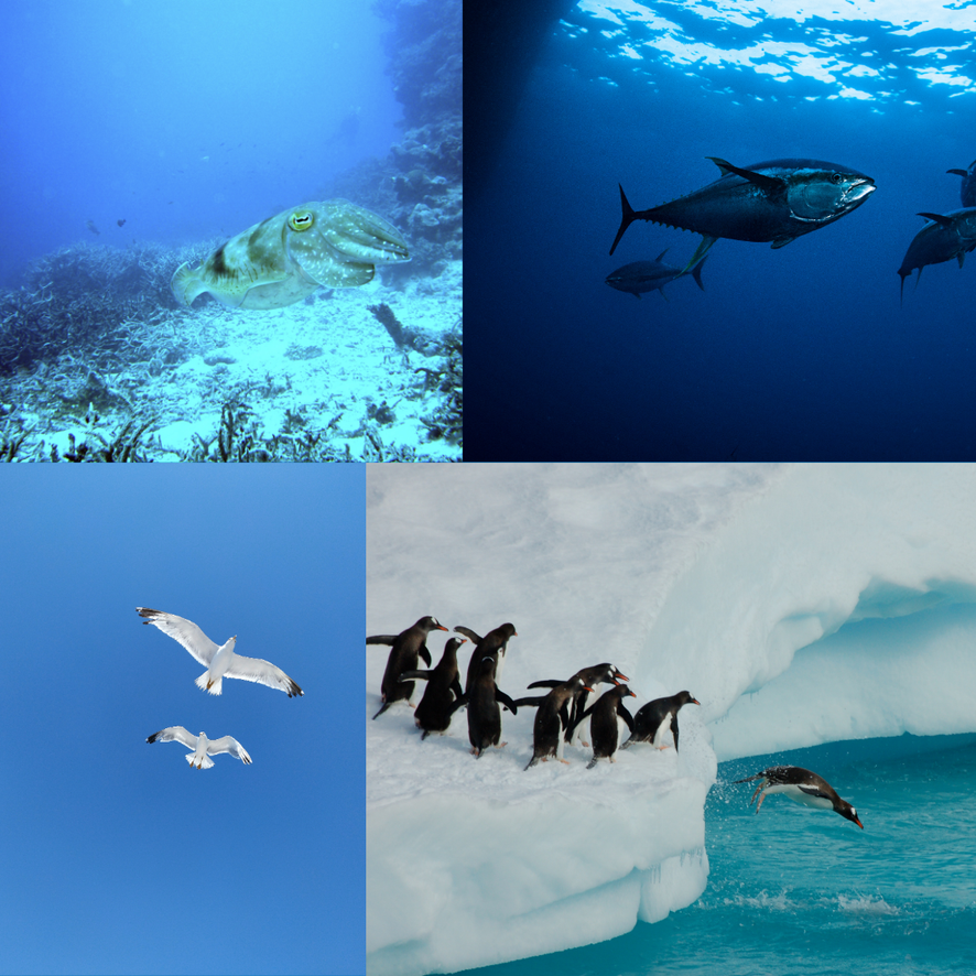 Lesson 3: Food Webs: Who Eats Who in the Ocean? – NAUTRA