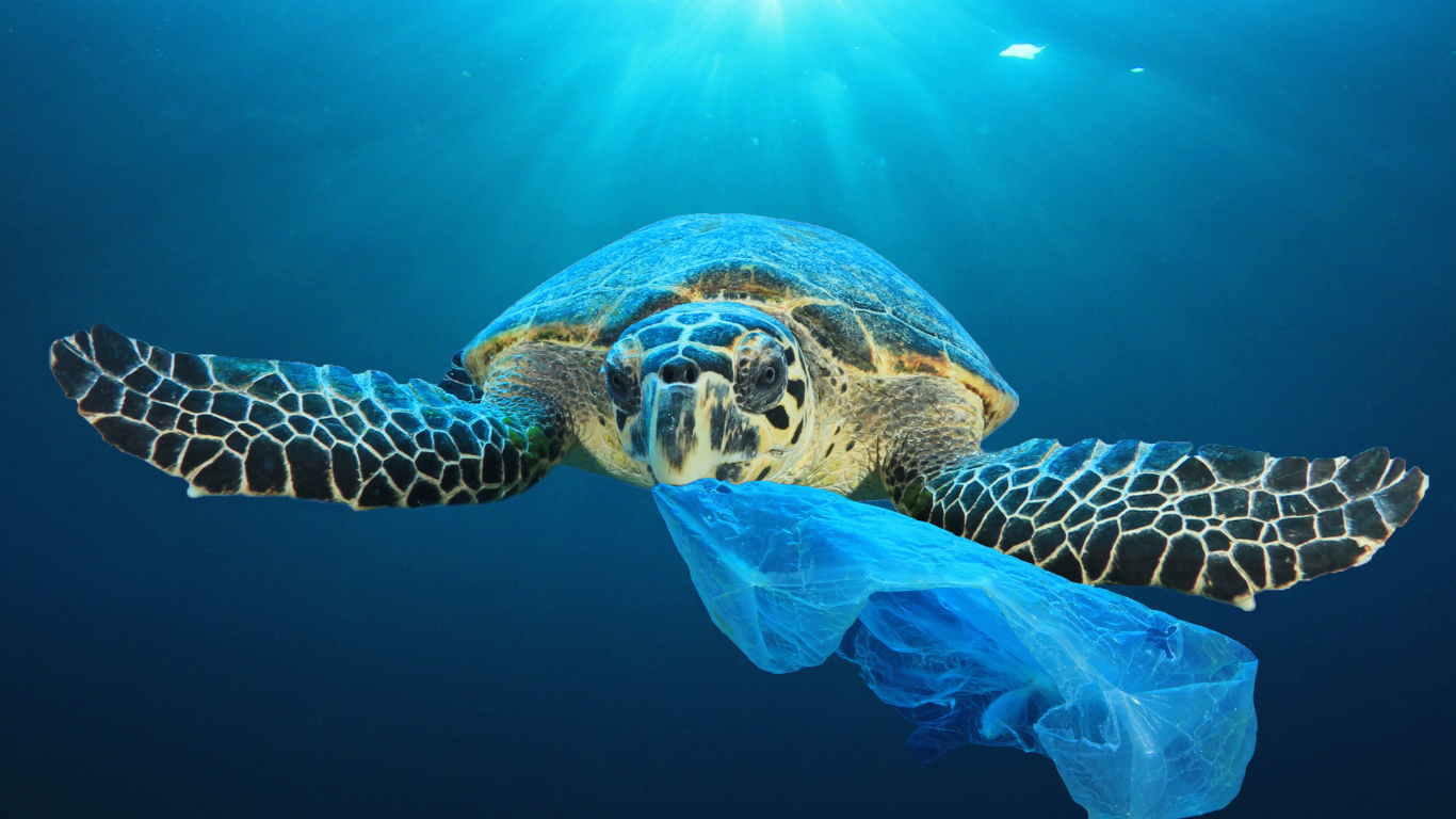 Turtle_marine_plastic