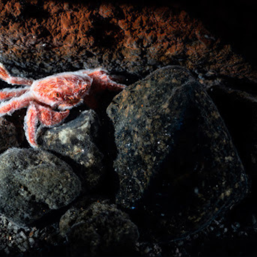 Vent_Crab