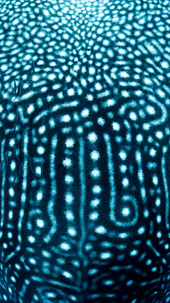 whale shark close up of print.