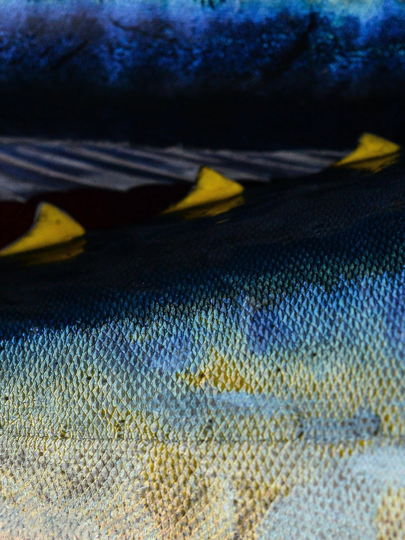 bluefin tune close up