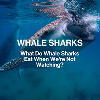 Whale shark filter feeding at the surface with over lay text: "WHALE SHARKS: What do whale shark eat when we're not watching?"
