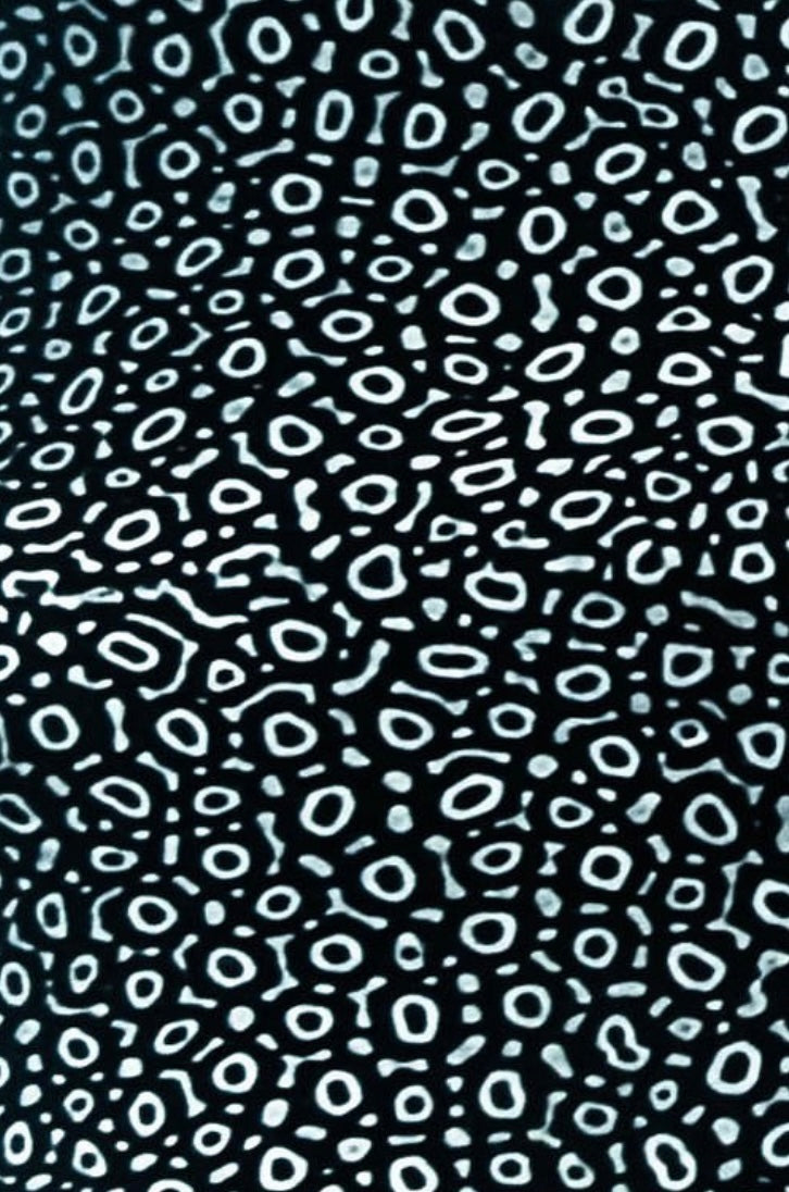 eagle ray close up of print
