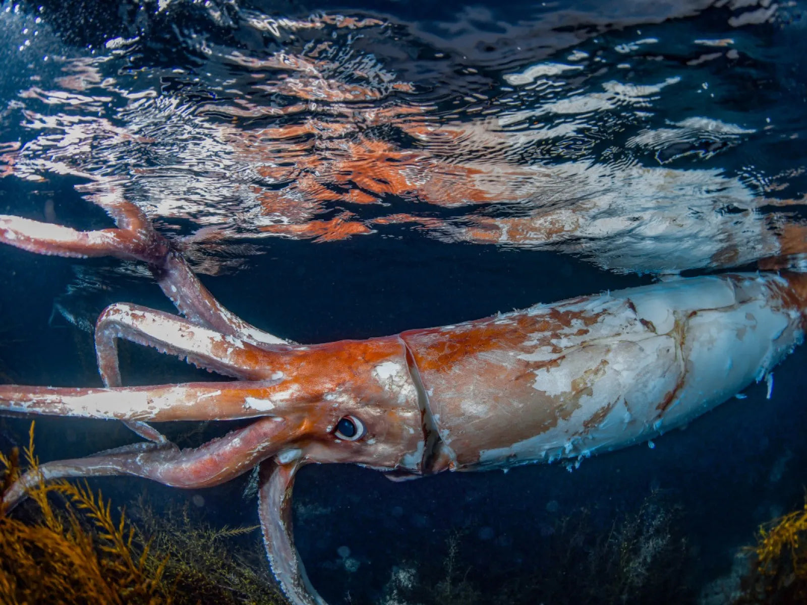 giant-squid-underwater
