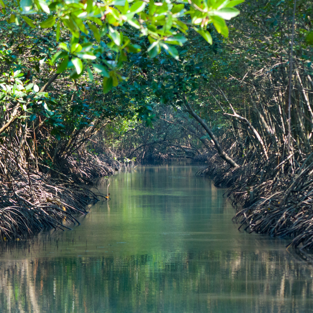 mangrove forest