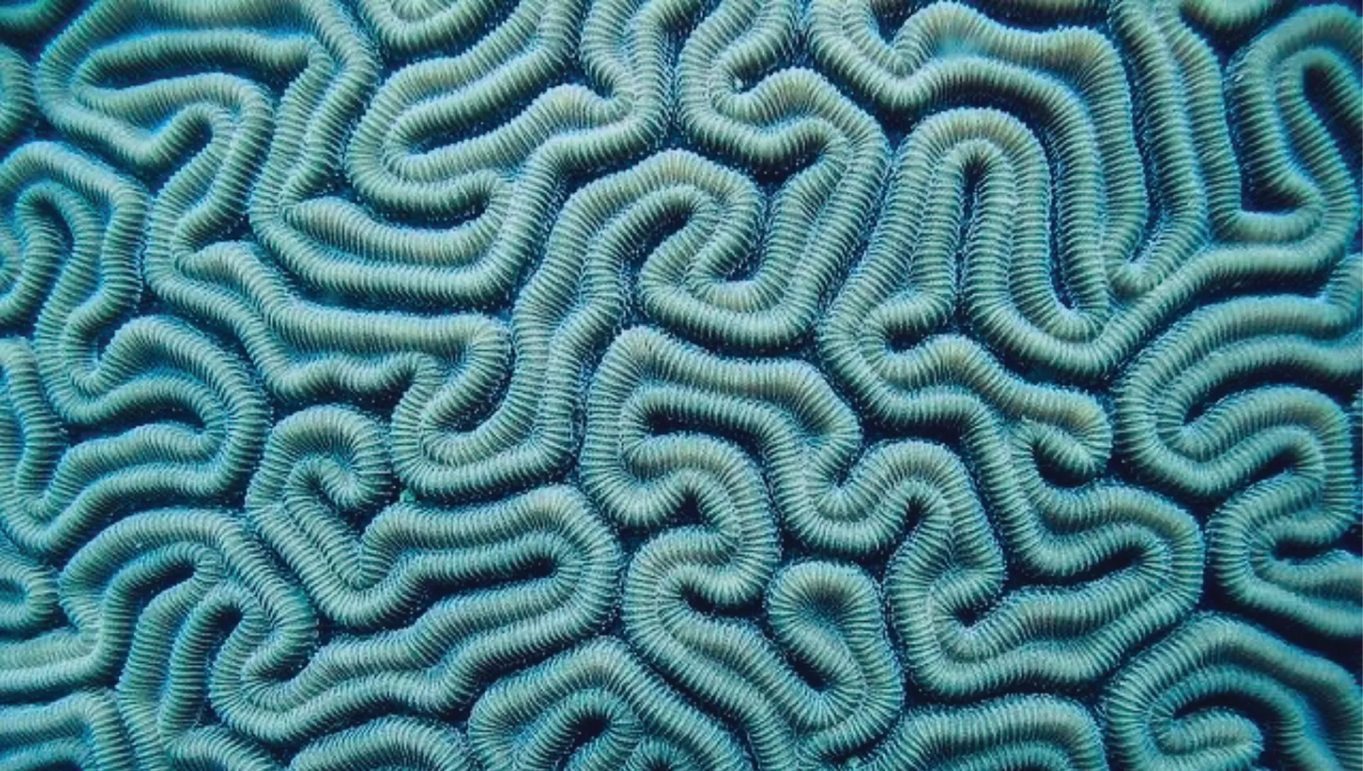 Close-up of brain coral with intricate patterns