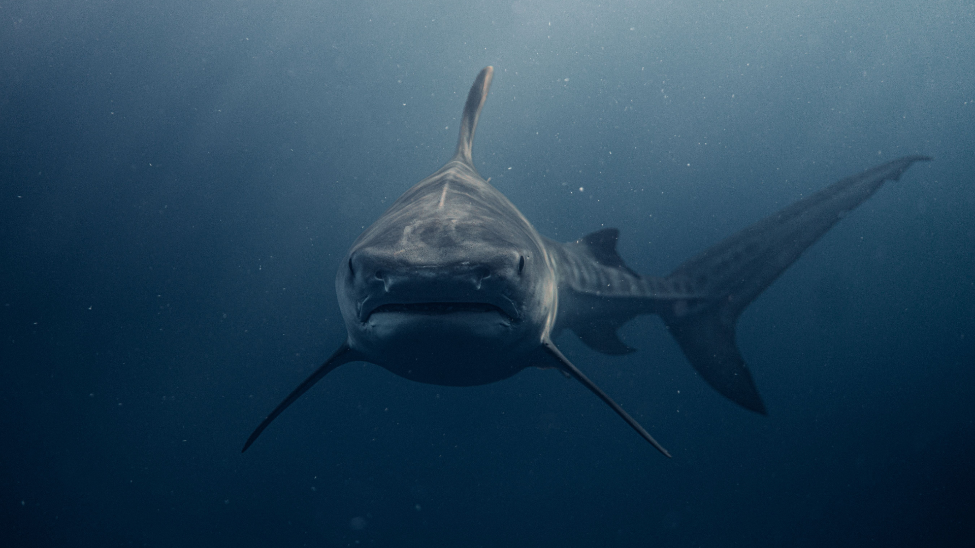 A tiger shark swims forward in deep blue ocean water with sunlight filtering from above.