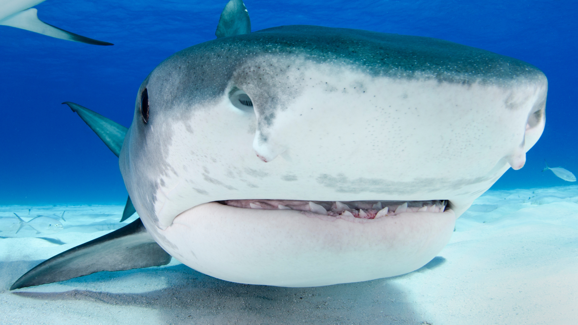 A close-up underwater photograph of a tiger shark swimming in clear blue ocean water above a sandy seabed.