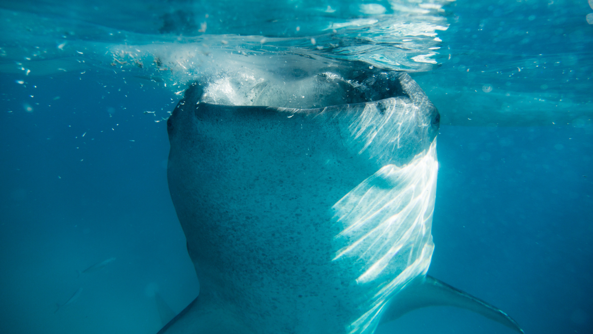 Whale shark filter feeding at the surface of the water. Front view of the gentle giant.