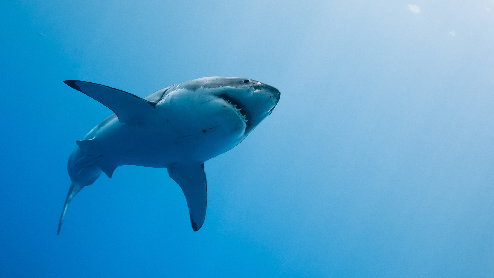 A large shark swims diagonally through clear blue water, with sunlight filtering down from the surface above.