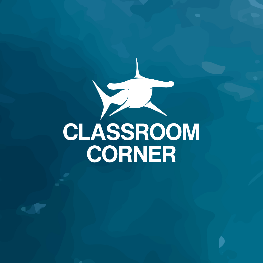 White hammerhead shark on a blue underwater background  NAUTRA - BE THE WAVE Platform - Classroom Corner.