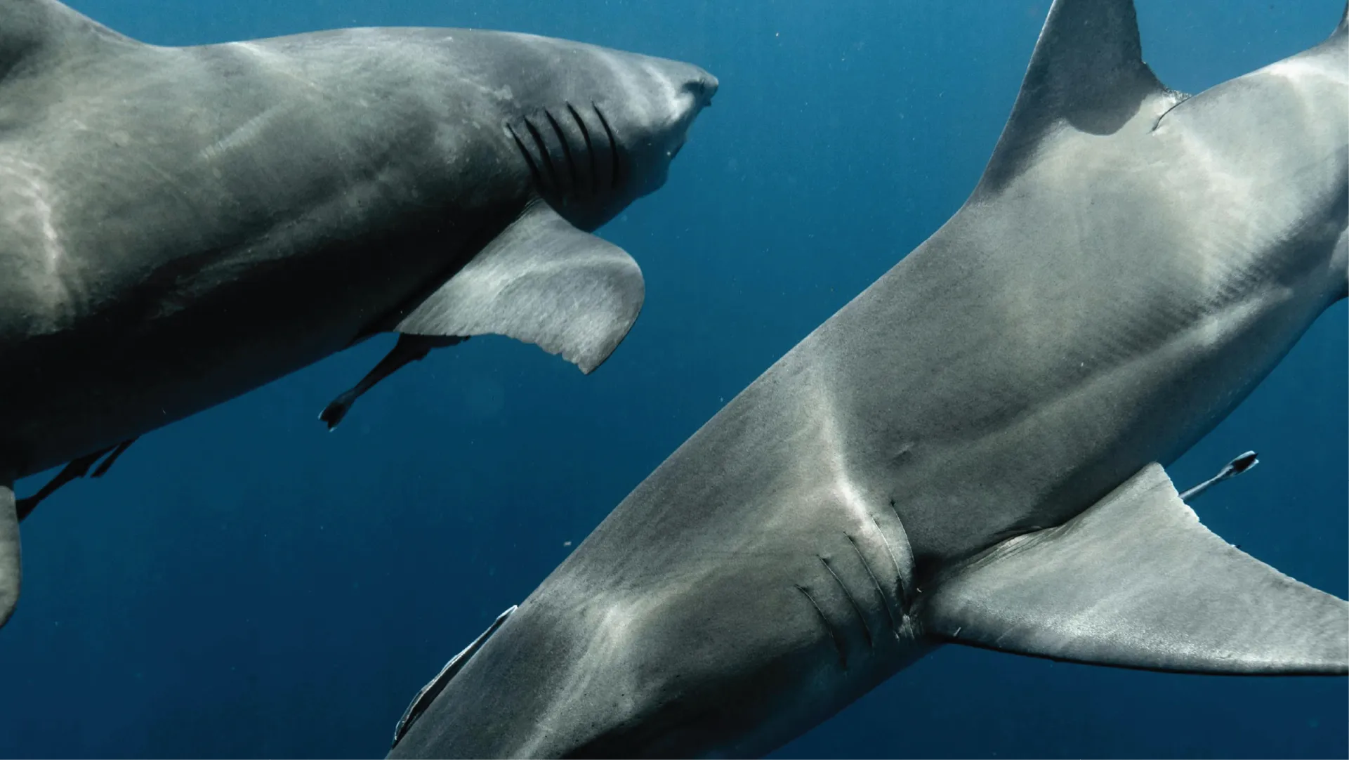 Two sharks swimming close to each other in clear blue water