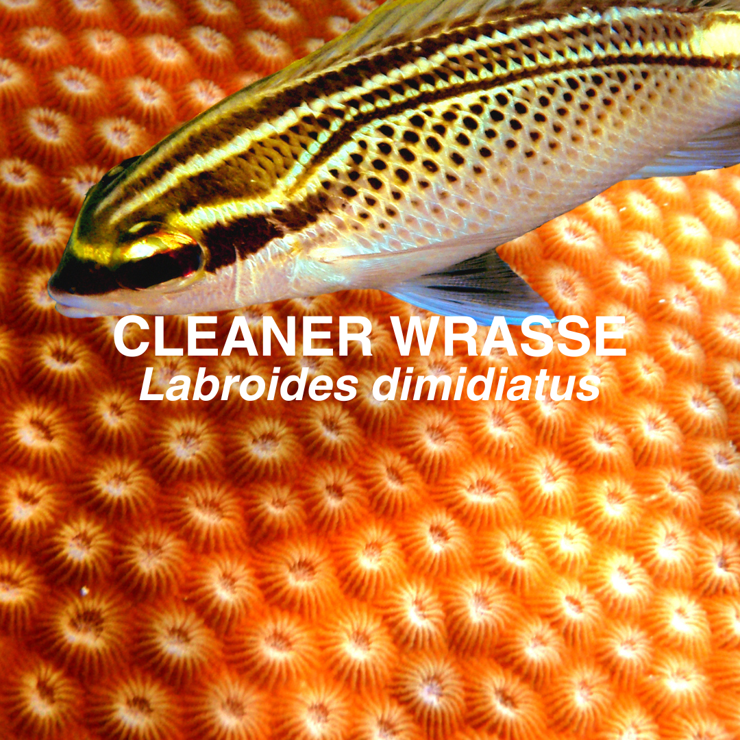 Cleaner wrasse on coral with text overlay