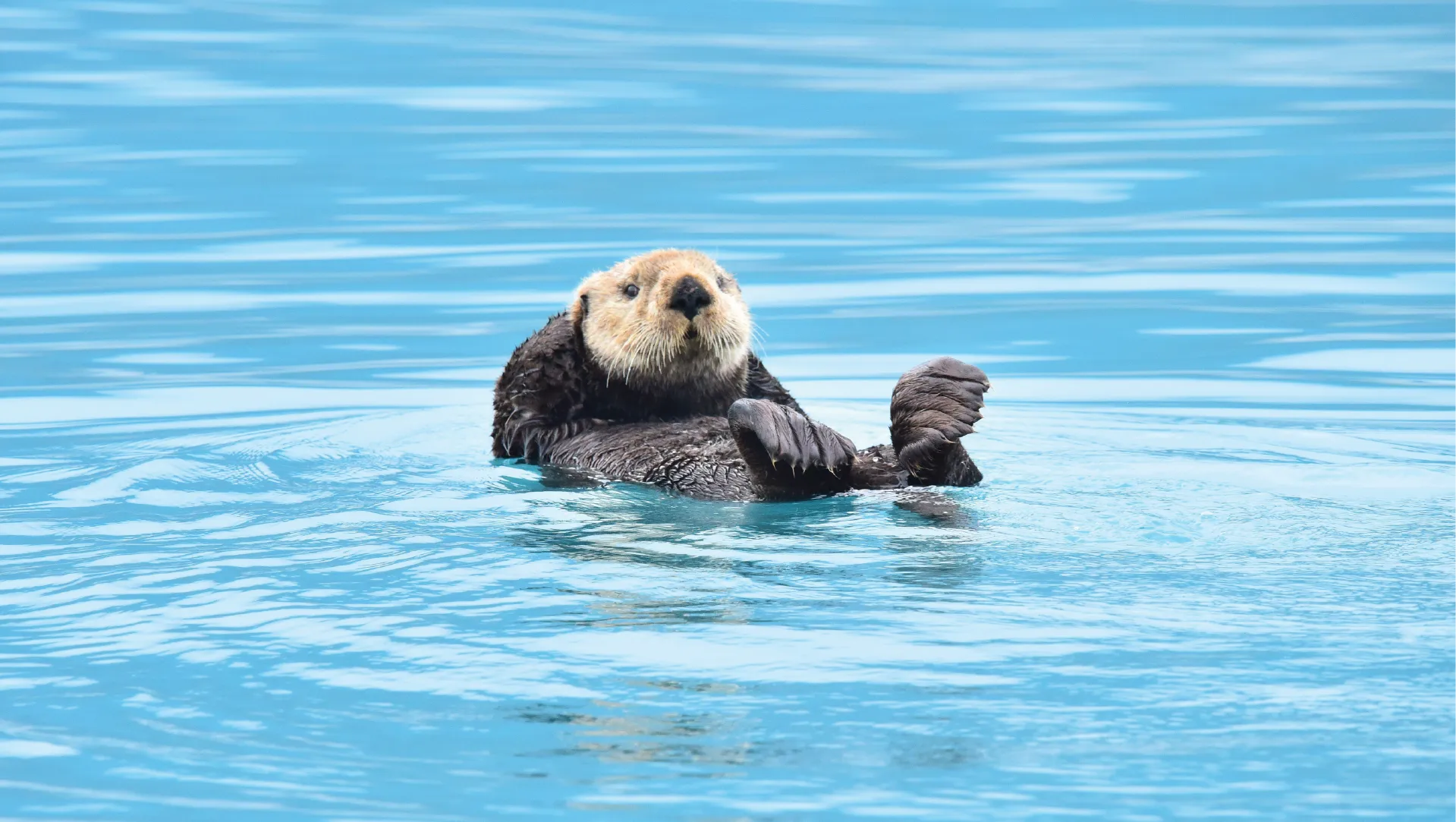 Sea otter swimming in clear blue water