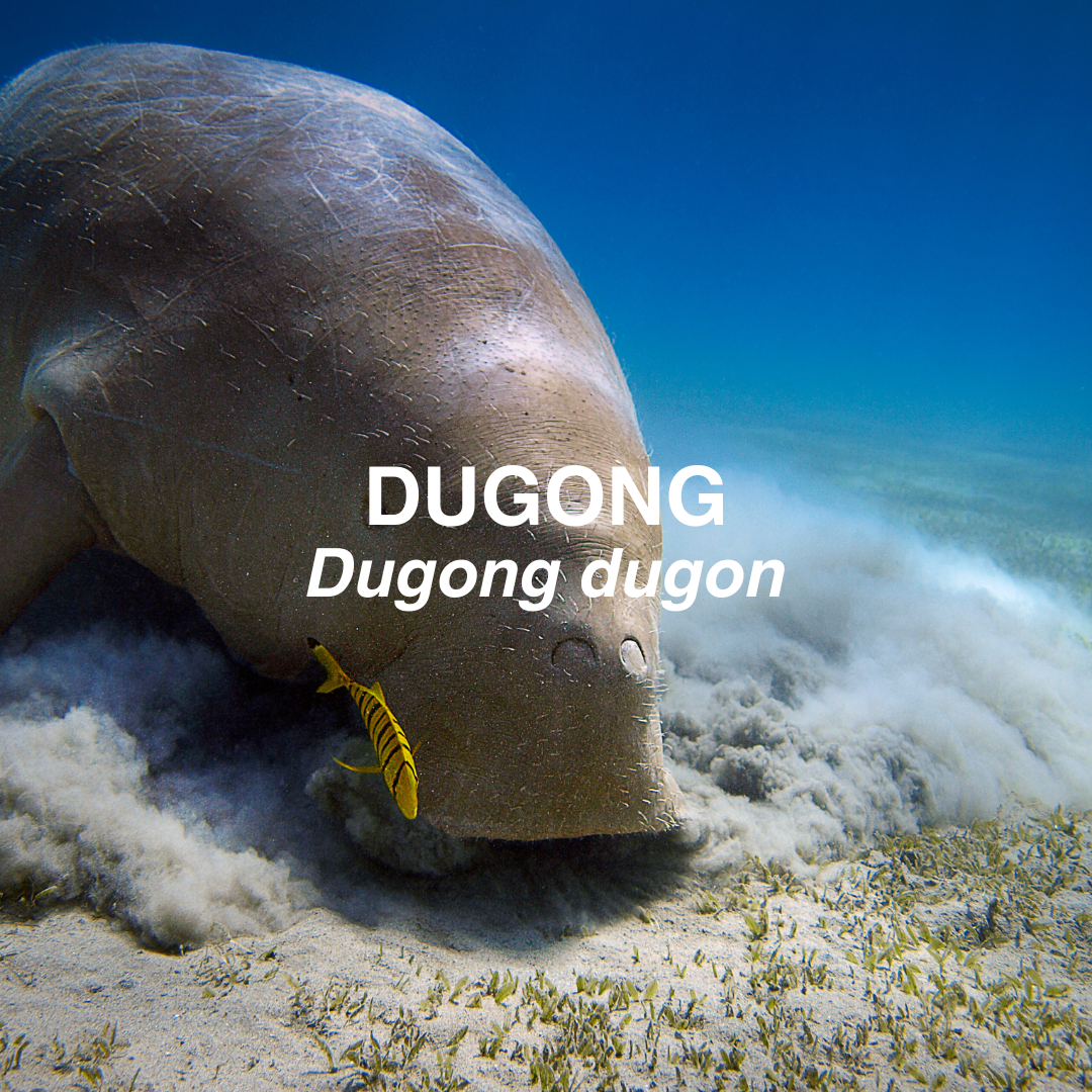 Dugong underwater with text overlay