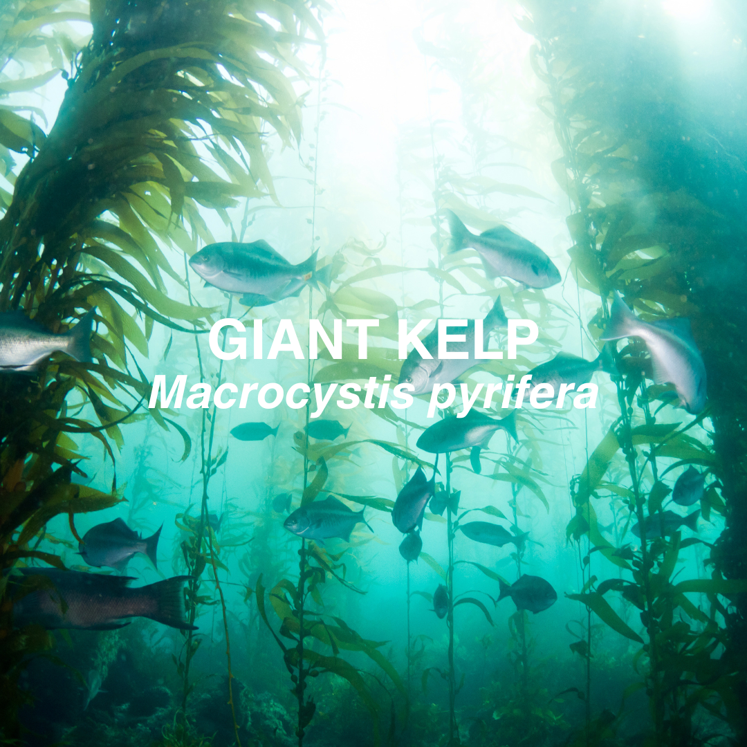 Underwater scene with giant kelp and fish, labeled 'Giant Kelp Macrocytis pyrifera'.