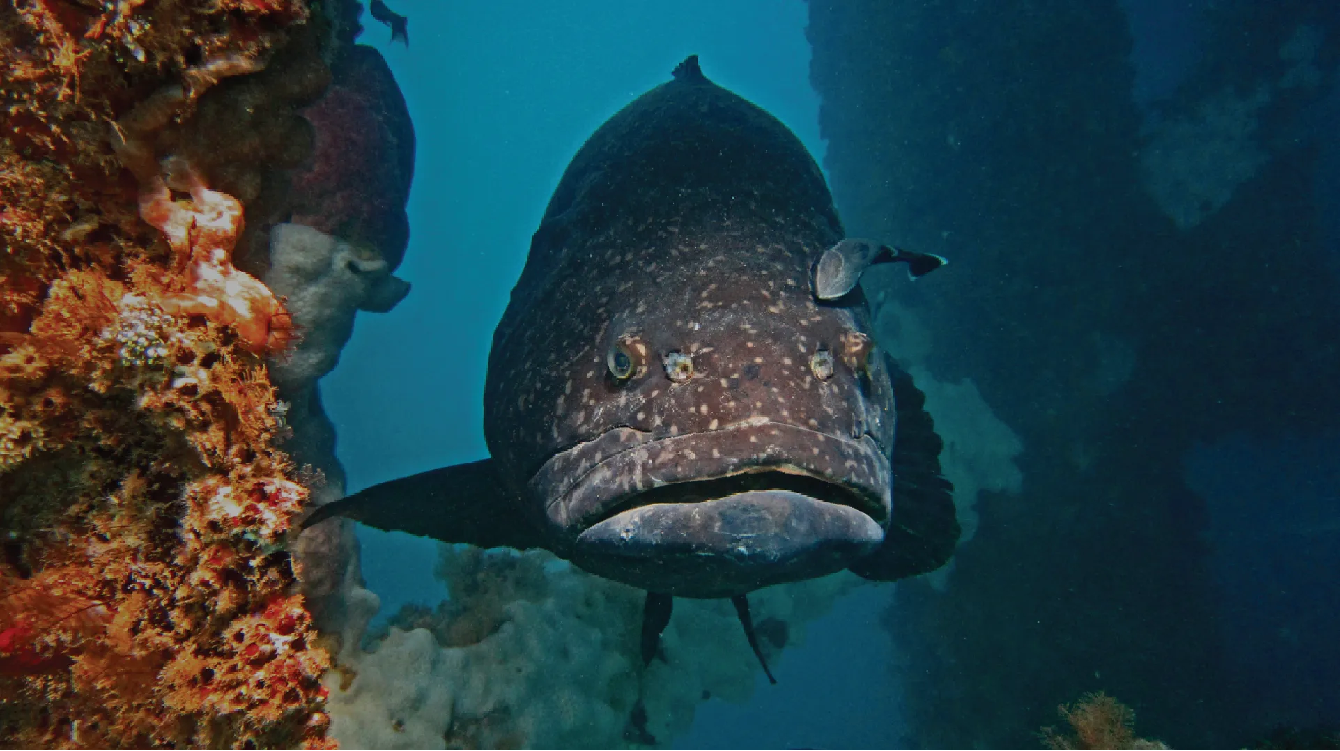 Giant Groupa fish swimming near coral in an underwater scene