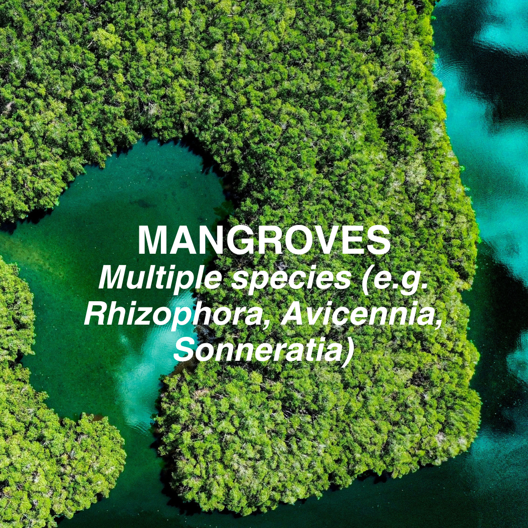 Aerial view of mangrove trees with text identifying multiple species.