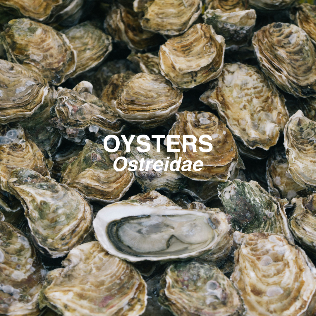 Close-up of oysters with the word 'OYSTERS' and scientific name 'Ostreidae' overlaid.