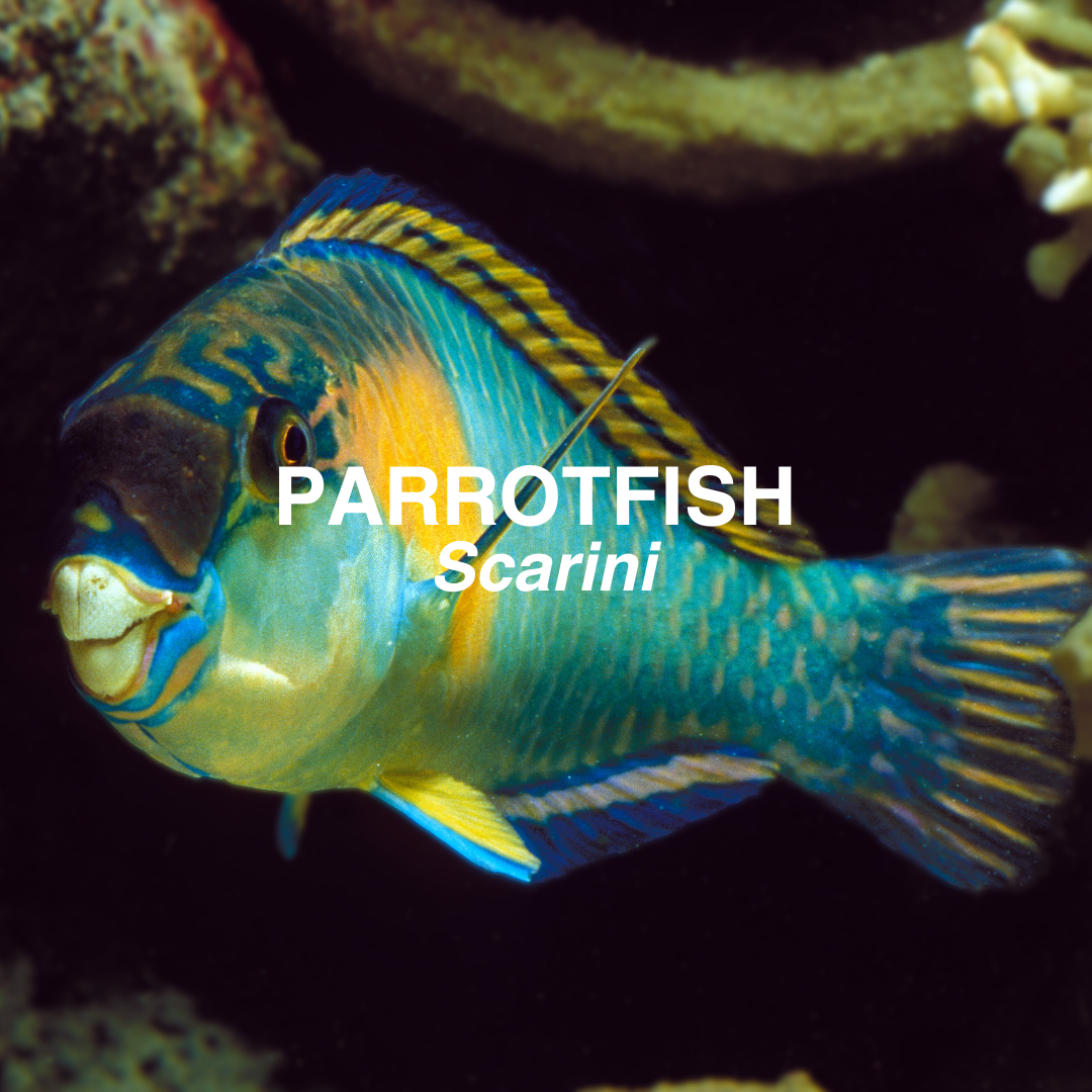 Parrotfish with 'PARROTFISH Scarini' text overlay on a dark background
