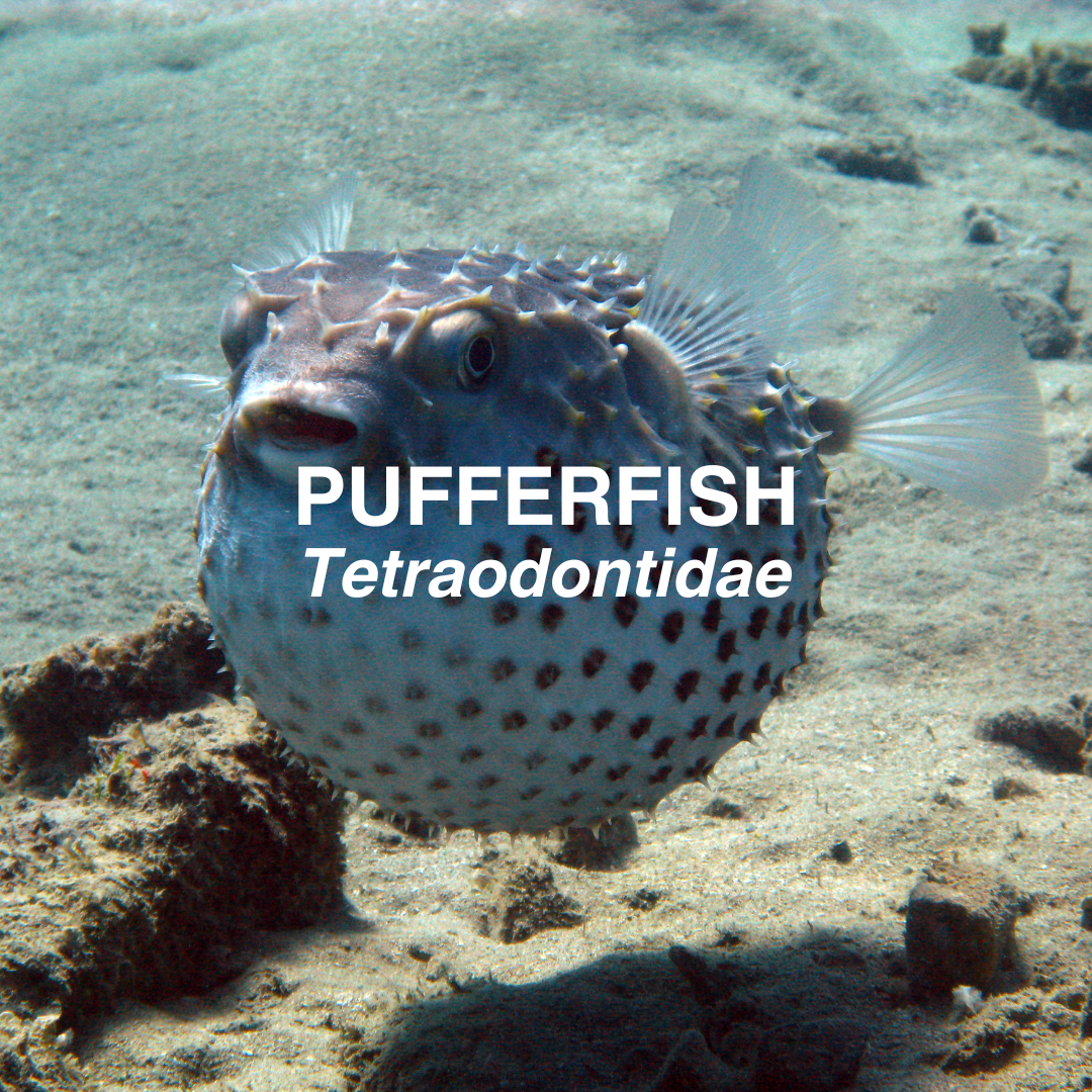Pufferfish close up.