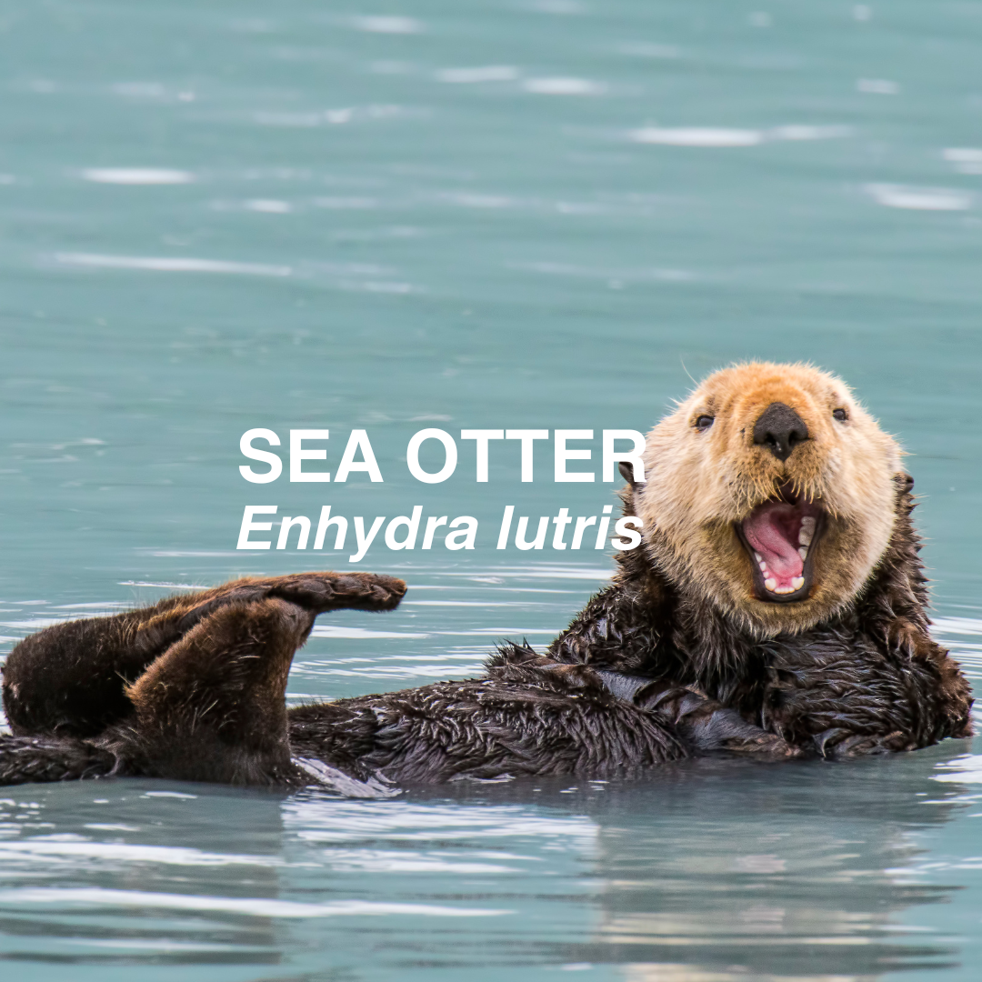 Sea otter swimming in water with text 'SEA OTTER Enhydra lutris'