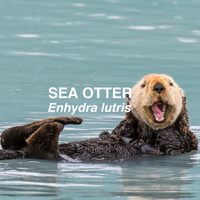 Sea otter swimming in water with text 'SEA OTTER Enhydra lutris'