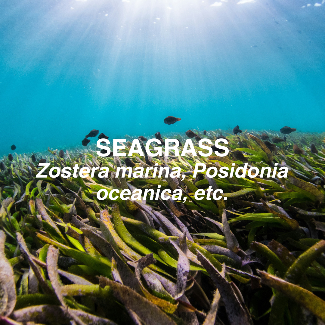 Underwater view of seagrass with sunlight filtering through the water.