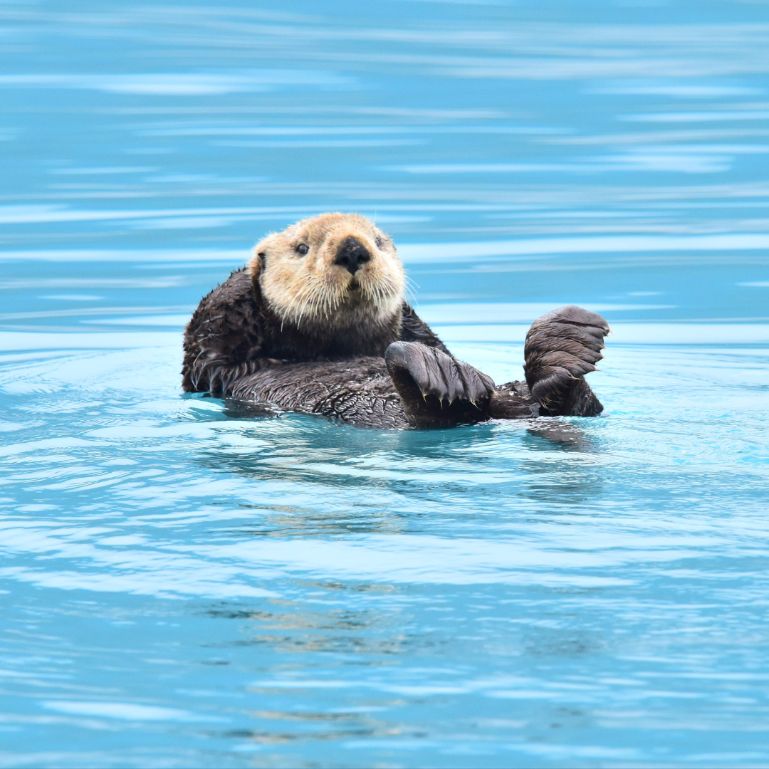 Sea otter floating on water with a blue background