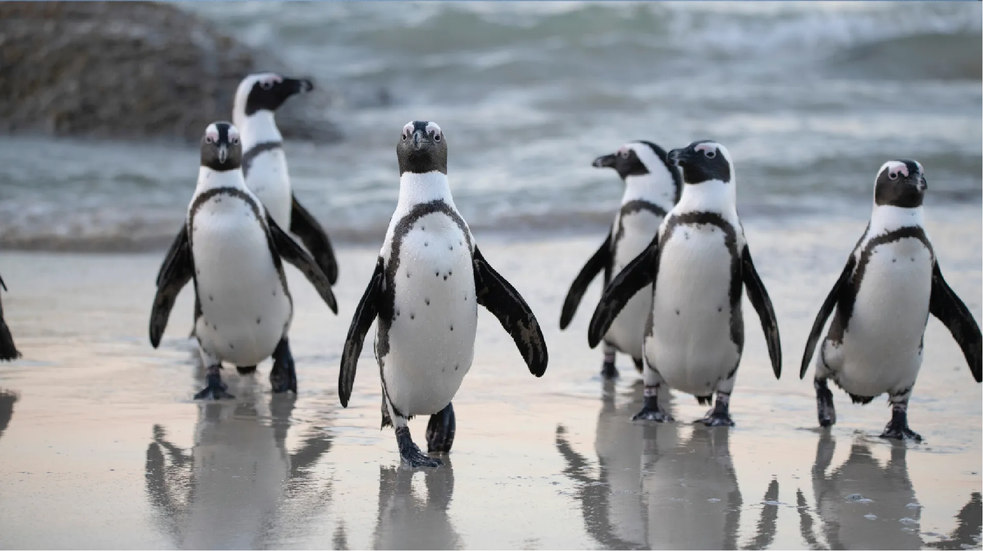 Group of penguins walking on a beach with water in the background