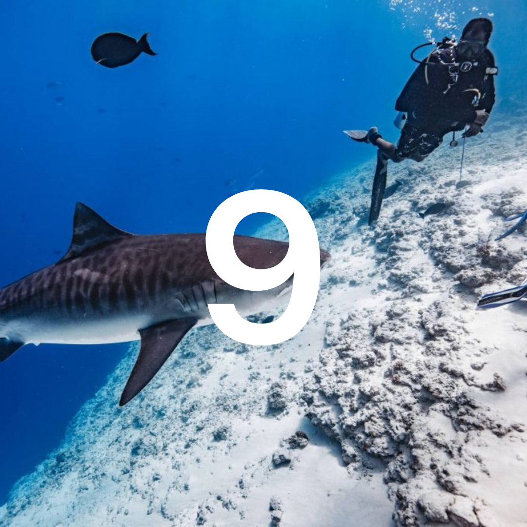 Shark swimming near a diver with the number '9' overlayed