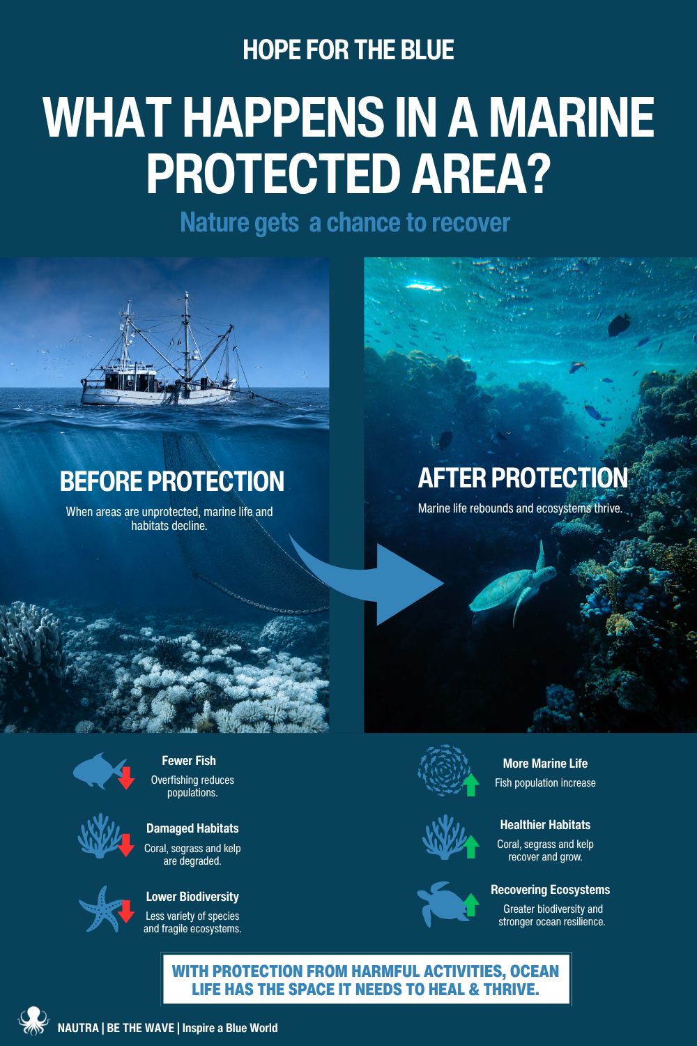 Infographic comparing marine life before and after protection in a marine protected area.