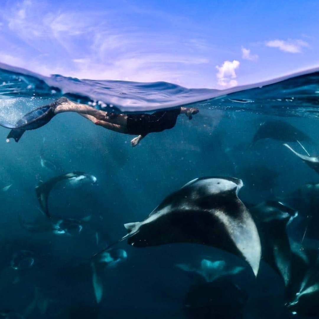 Person snorkeling with manta rays underwater, split view of water surface.
