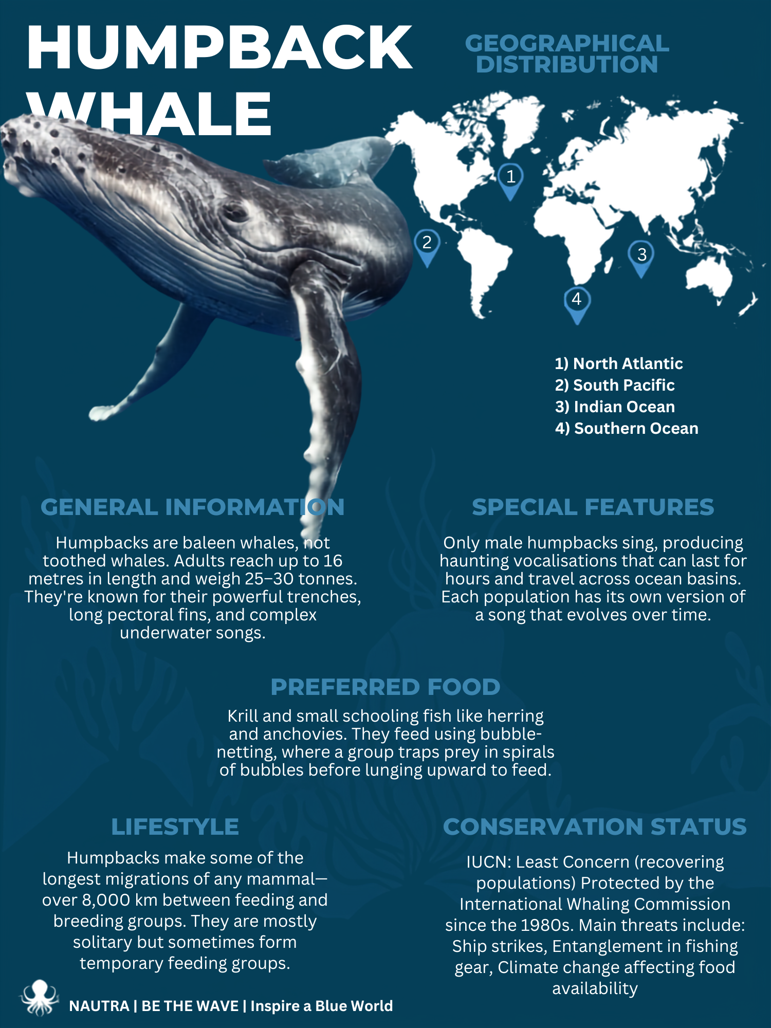 Infographic about Humpback Whales with a whale illustration and world map on a blue background.