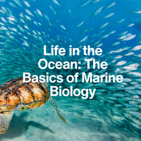 Tortoise swimming among fish with text 'Life in the Ocean: The Basics of Marine Biology' on a blue underwater background