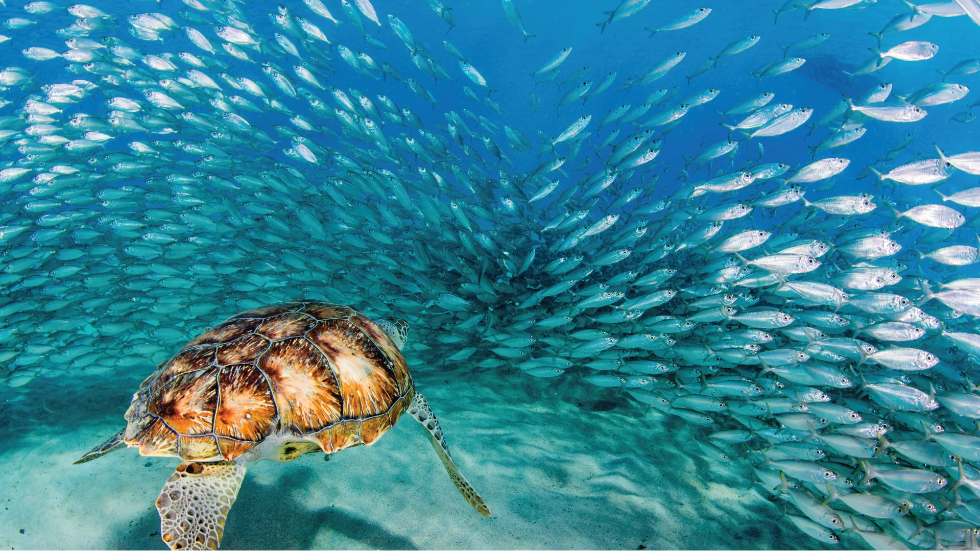 Turtle swimming among a school of fish in clear blue water