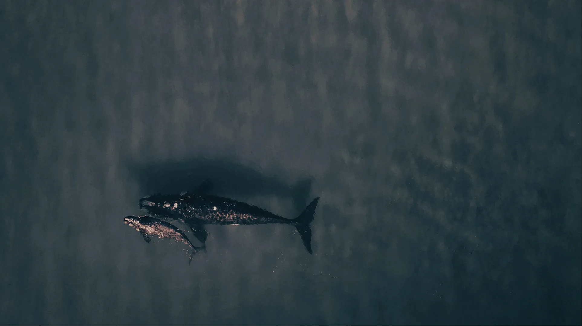 Two whales swimming close together in dark water