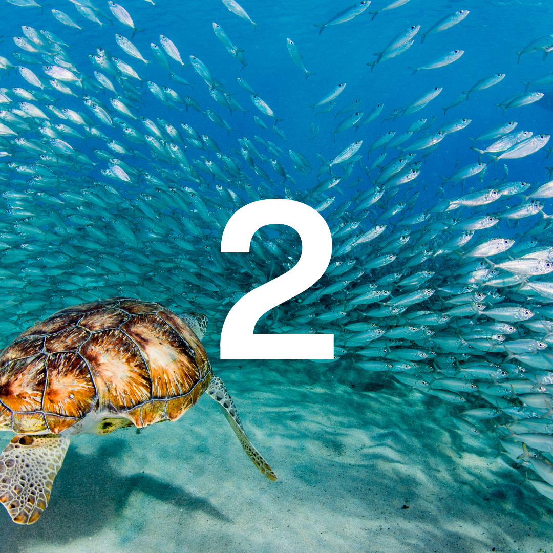Tortoise swimming among fish with the number '2' superimposed on a blue underwater background